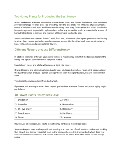 Top Honey Plants for Producing the Best Honey