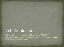 Cell Respiration