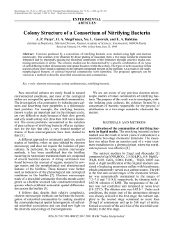 Colony Structure of a Consortium of Nitrifying Bacteria