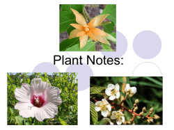 Plant Notes: