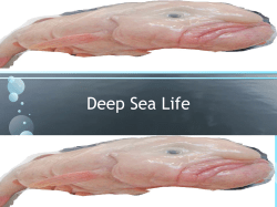 Deep Sea Life Title Here Deep-sea fish are fish that live in the