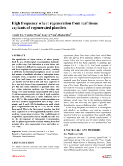 High frequency wheat regeneration from leaf tissue explants of