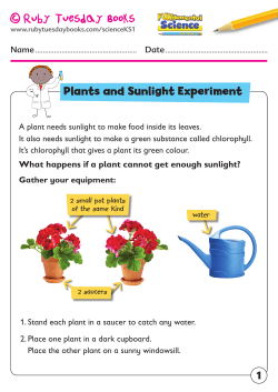 Plants and Sunlight Experiment