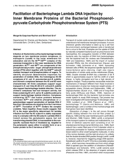 Facilitation of Bacteriophage Lambda DNA Injection by Inner