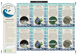 Freshwater Fish Card Games - Department of Conservation