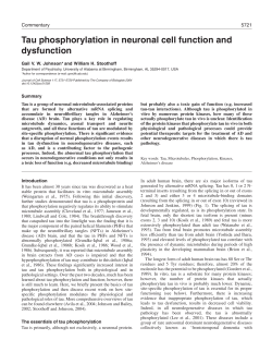 Tau phosphorylation in neuronal cell function and dysfunction