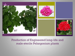 Production of Engineered Pelargonium plants