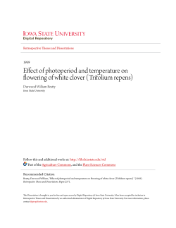 Effect of photoperiod and temperature on flowering of white clover