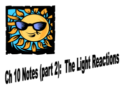 as chlorophyll and other pigments absorb photons of light, electrons