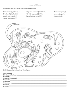 Animal Cell Coloring