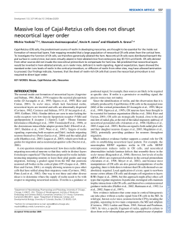 Massive loss of Cajal-Retzius cells does not disrupt neocortical layer