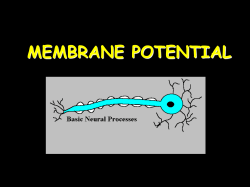 Membrane Potential