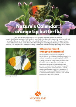 Nature`s Calendar: orange tip butterfly