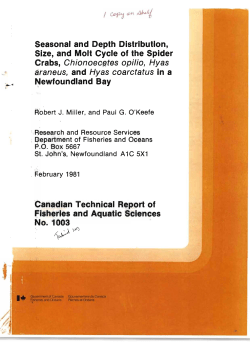 Crabs, Cnionoecetes opitio, Hyas ereneus, and Hyas cosrctetus in a