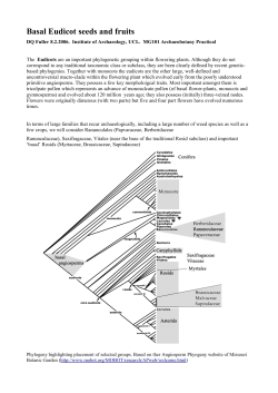 Basal Eudicot seeds and fruits