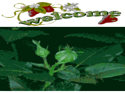 Amal Chandra Sarker Assistant Teacher(Eng)