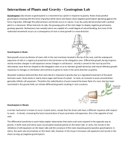 Interactions of Plants and Gravity