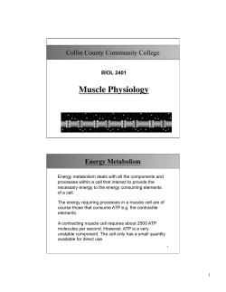 Muscle Physiology