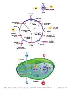 NADPH ATP H2O O2 CO2