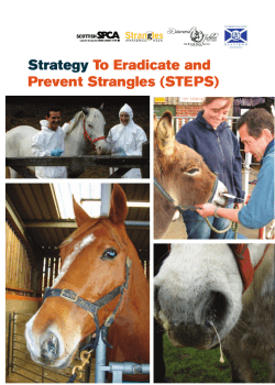 Strategy To Eradicate and Prevent Strangles (STEPS)
