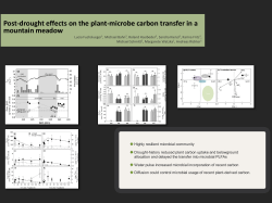 Post-drought effects on the plant-microbe carbon transfer in a