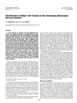 Identification of Major Cell Classes in the Developing Mammalian