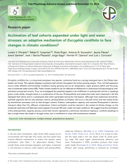 Acclimation of leaf cohorts expanded under light