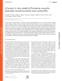 A human in vitro model of Duchenne muscular dystrophy