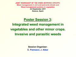 Il controllo meccanico delle infestanti il mais - 4