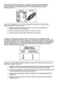 Constructed Response Practice Exam
