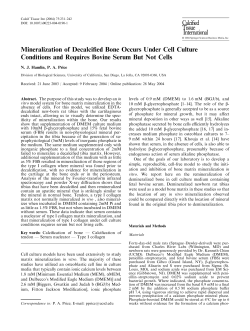 Mineralization of Decalcified Bone Occurs Under Cell Culture