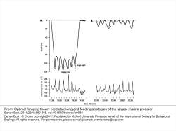 Optimal foraging theory predicts diving and feeding strategies of the