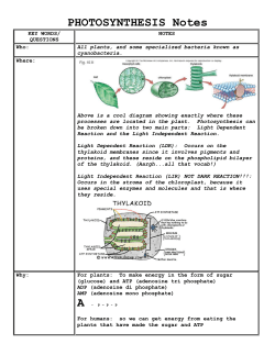 Photosynthesis Notes