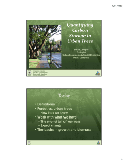 Quantifying Carbon Storage in Urban Trees Today