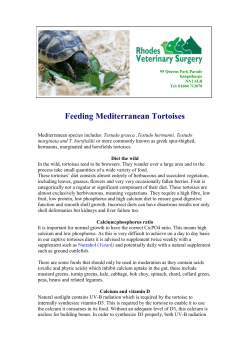 Tortoise_feeding - rhodes-vets