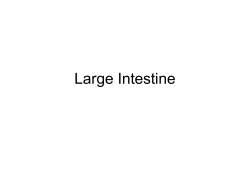 Large Intestine - Blue Valley Schools