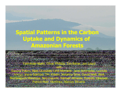 Spatial Patterns in the Carbon Uptake and Dynamics of