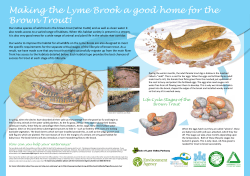 Life Cycle Stages of the Brown Trout - Catchment
