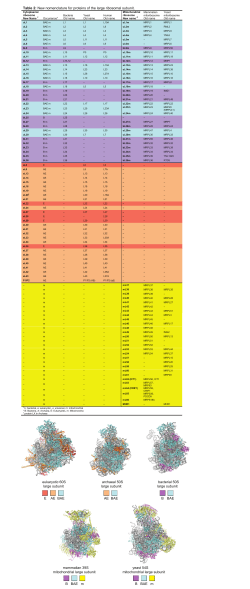 eukaryotic 60S large subunit archaeal 50S large subunit bacterial