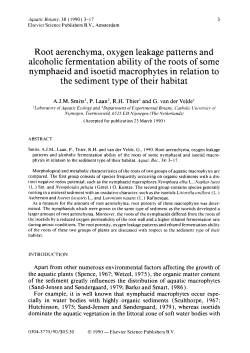 Root aerenchyma oxygen leakage patterns and alcoholic