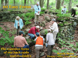 Common Ferns - Pioneer Valley Fern Society