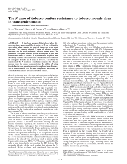 The N gene of tobacco confers resistance to