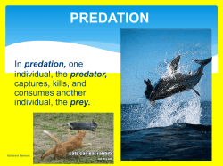 predation