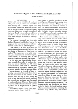 Luminous Organs of Fish Which Emit Light Indirectly