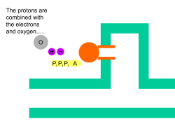 Anaerobic respiration
