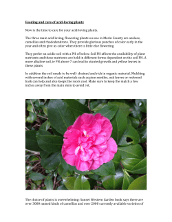 Feeding and care of acid-loving plants Now is the time to care for