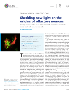 Developmental Neurobiology: Shedding new light on the origins of