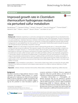 Improved growth rate in Clostridium thermocellum hydrogenase