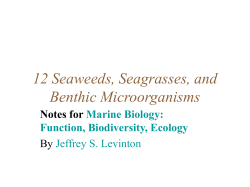 12 Seaweeds, Seagrasses, and Benthic Microorganisms