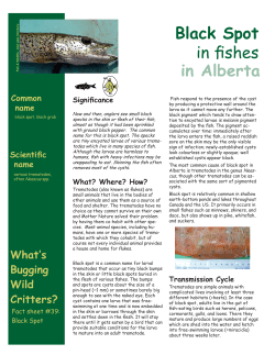 Black Spot in fishes in Alberta